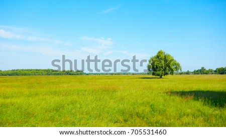 Green tree in summer field