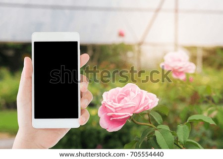 woman use mobile phone and the garden rose in the rose house