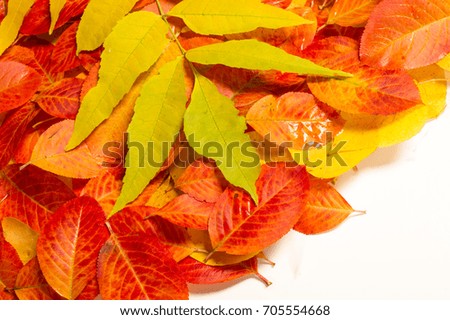 Texture, background, pattern. Multi-colored leaves of autumn on a white background