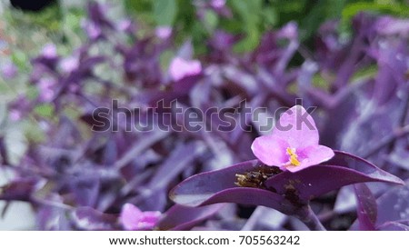 Purple heart flower on the purple leaves background