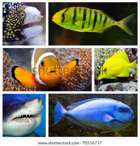 Marine life collage composed of pictures with underwater theme.