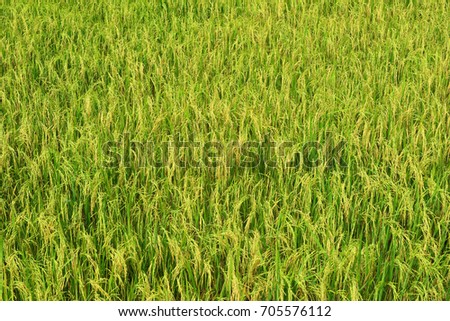 Rice paddy field close up at summer