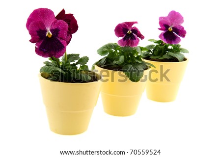 Three Pansy Violets in red isolated over white