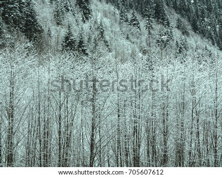 Frosted trees of British Columbia
