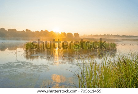 Shore of a misty lake at sunrise in summer