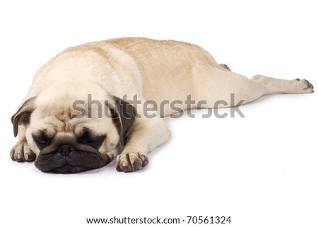 picture of a cute pug sleeping over white background