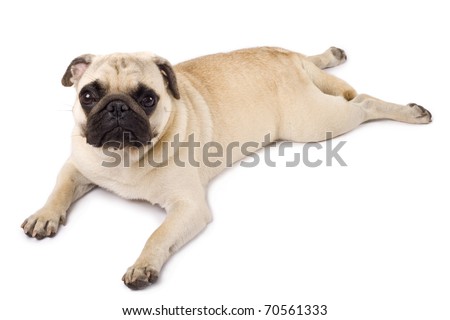 picture of a pug lying on a white background