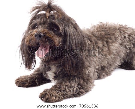 picture of a seated black bichon over white background