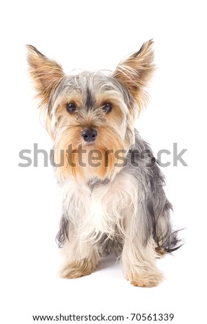 picture of a very cute Yorkshire Terrier in front of a white background