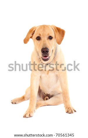 bored labrador puppy, sitting on a white background