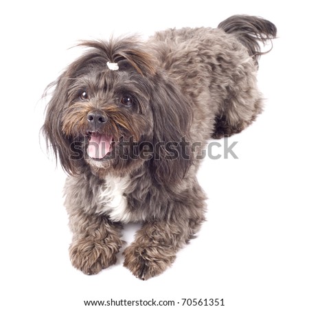 picture of a black bichon waiting for something over white background