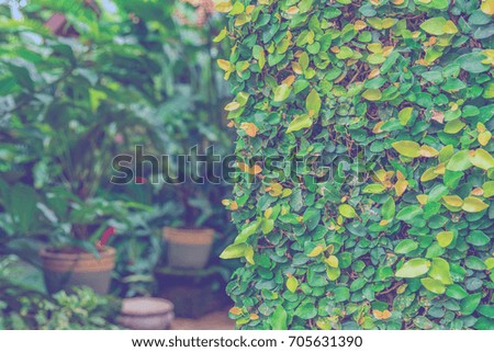vintage tone image of Leaf wall for background usage.