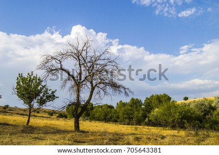 Dry tree pictures, tree landscape pictures