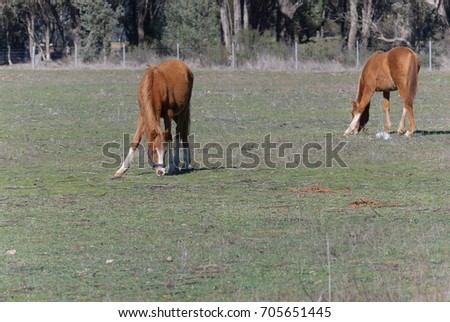 2 brown foals grazing in a rural paddock with trees and a fence in the background on a sunny day