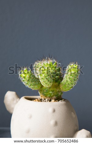 Small cactus on a gray background
