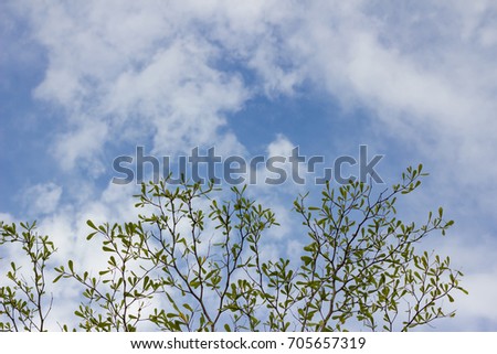  tree on blue sky background