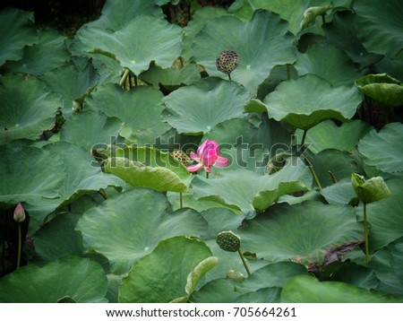 Red lotus among green lotus leaves