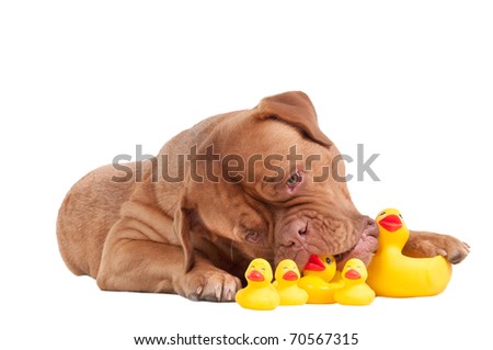 Dogue De Bordeaux puppy playing with duck toys