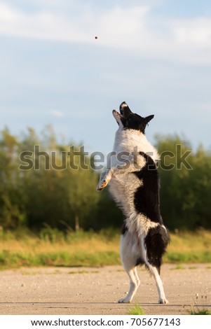 picture of a border collie who jumps for a thrown treat