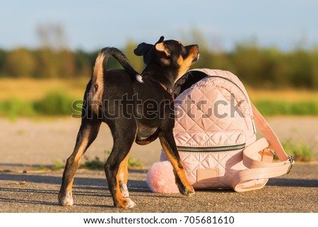 picture of a cute pinscher hybrid at a woman's handbag