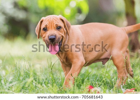 portrait picture of a cute Rhodesian Ridgeback puppy