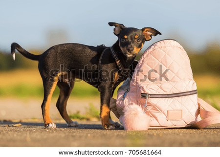 picture of a cute pinscher hybrid puppy at a woman's handbag