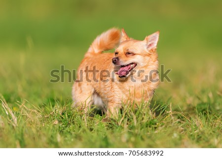portrait picture of a cute chihuahua dog