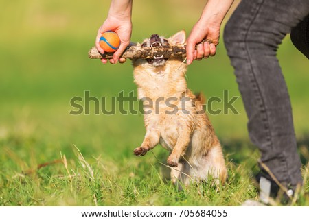 picture of a woman who plays with a chihuahua hanging at a stick