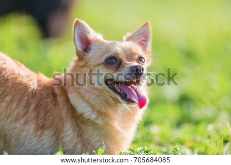 portrait picture of a cute chihuahua dog