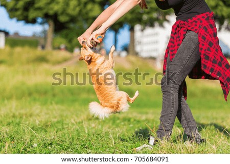 picture of a woman who plays with a chihuahua hanging at a stick