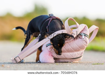 picture of a pinscher hybrid puppy who is looking at a woman's handbag