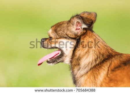 portrait picture of a cute pekinese-chihuahua hybrid