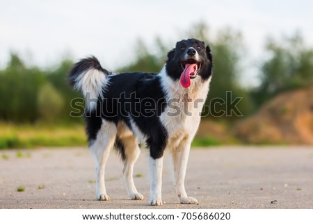 picture of a border collie who stands of the asphalt
