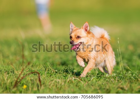 picture of a chihuahua dog who is running on the meadow