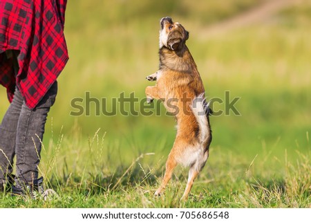 picture of a young woman who is playing with a pekinese-chihuahua hybrid outdoors