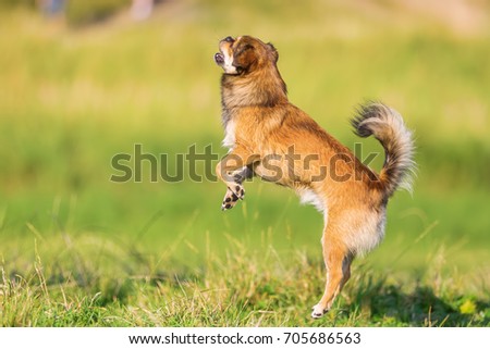 picture of a cute pekinese-chihuahua dog who jumps on a meadow
