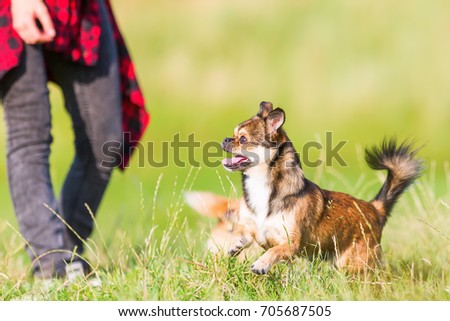 picture of a woman who plays with a chihuahua-pekinese hybrid outdoors