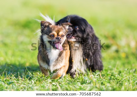 picture of a pekinese-chihuahua and a pekinese who are running on the meadow