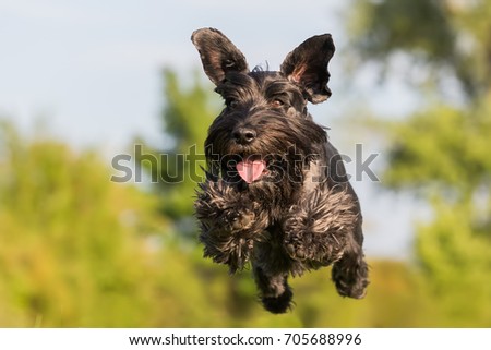 picture of a flying black standard schnauzer dog