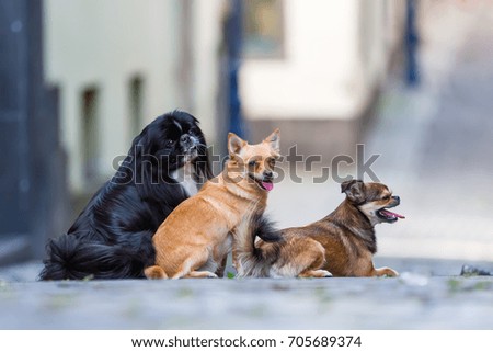portrait picture of three cute small dogs on a cobblestone road