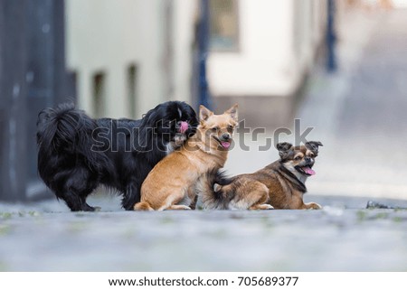 portrait picture of three cute small dogs on a cobblestone road