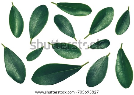 Green leaf on white background, vintage filter