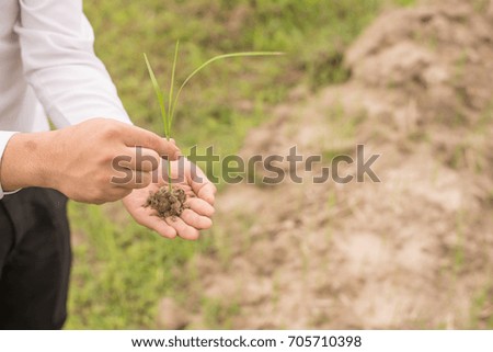 Hands holding young rice plant on a rice field