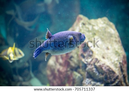 Colorful  little fishes in aquarium
