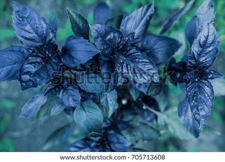 Creative abstract layout with dark basil leaves pattern, top view. Toned. Background for fashion, beauty, lifestyle posters