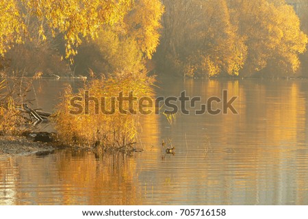 Autumn landscape - yellow trees on the lake shore
