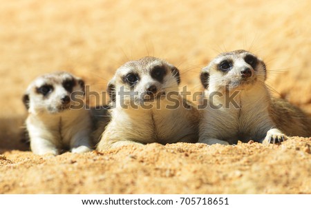  Cute Meerkat ( Suricata suricatta ) lying on the sand. Funny African animals.