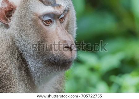 Monkey or ape is the common name of the chordate phylum. Floor mammal Rated apes (Primates) manner similar to humans.