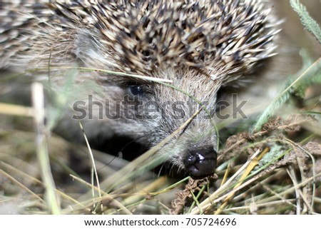  hedgehog in search of food