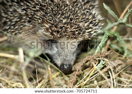  hedgehog in search of food